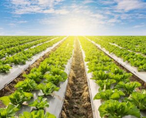 Folie Mulcire Neagra Pentru Gradina sau Sera, impotriva buruienilor