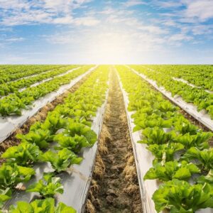 Folie Mulcire Neagra Pentru Gradina sau Sera, impotriva buruienilor