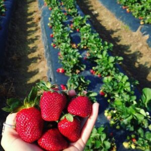 Folie Mulcire Neagra Perforata Pentru Gradina, Solar, Sera, Capsuni 1.2 X 50 M