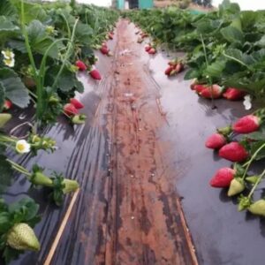 Folie Mulcire Neagra Capsuni Pentru Gradina, Solar, Sera, Din Polietilena Perforata