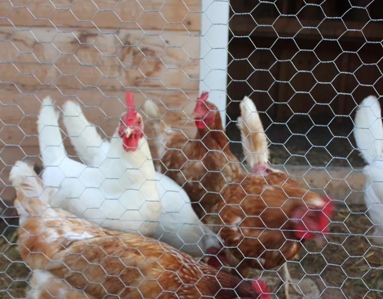 Plasa rabitz pentru cotete gaini - Plasa din sarma impletita