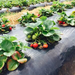 Folie mulcire 80 cm x 50 m, pentru rosii, salata, castraveti, gradina, sera, etc.