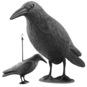 Sperietoare De Pasari Corb, 33 cm